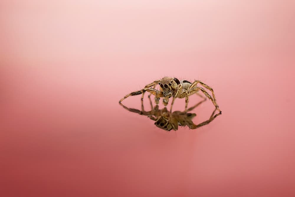 Jumping Spider Reflection by Fauzan Maududdin — canvas wall art