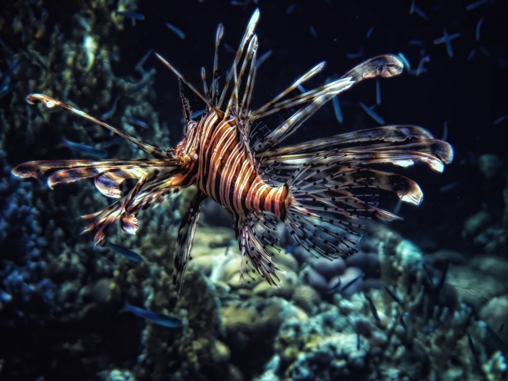 Regal Lionfish by Piet Flour — canvas wall art