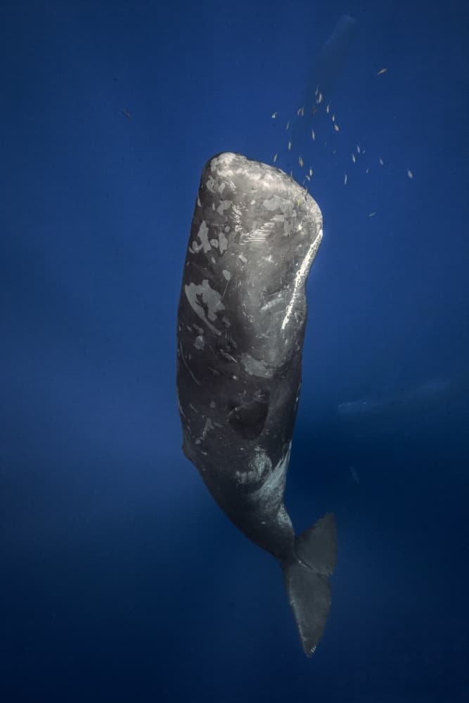 Majestic Sperm Whale by Barathieu Gabriel — canvas wall art