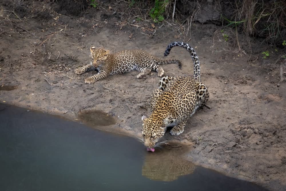 Wild Leopards By Water by Mark Strom — canvas wall art