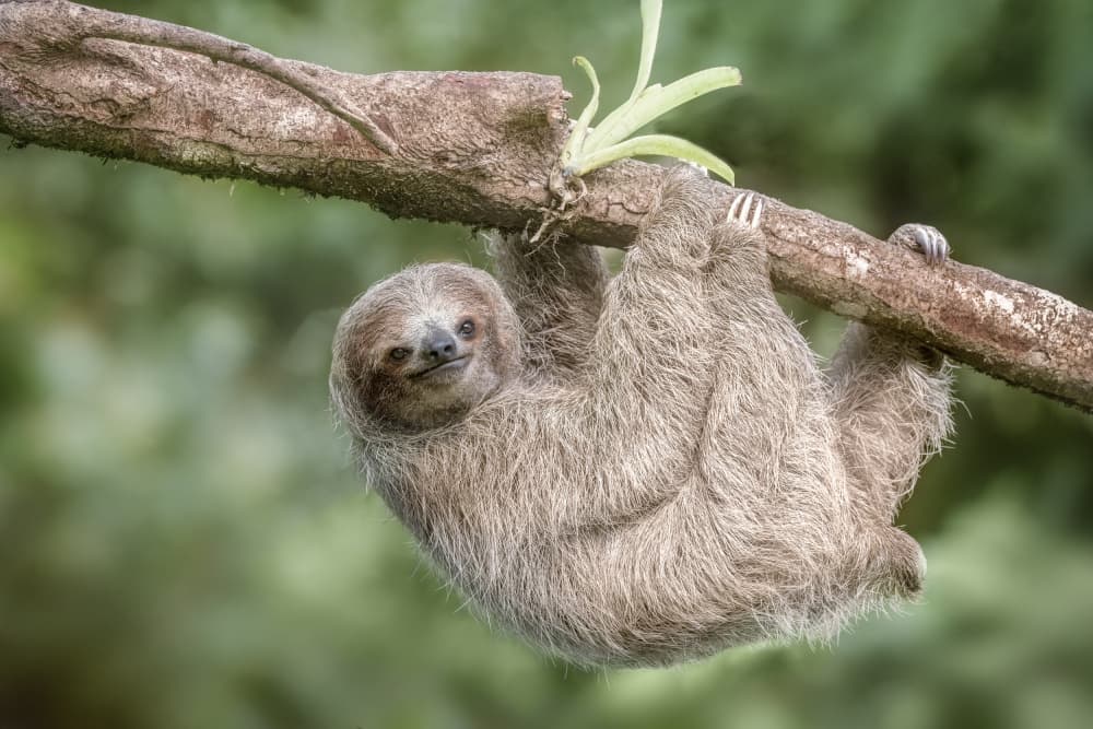 Happy Hanging Sloth by Renee Doyle — canvas wall art