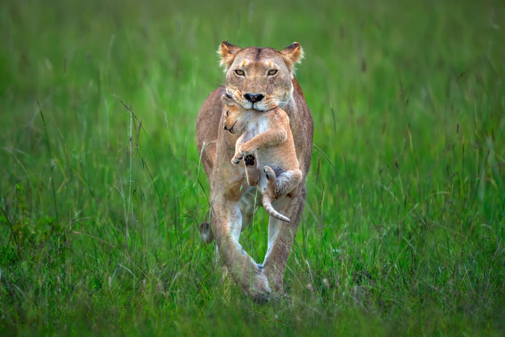 Lioness Carrying Cub by Xavier Ortega — canvas wall art