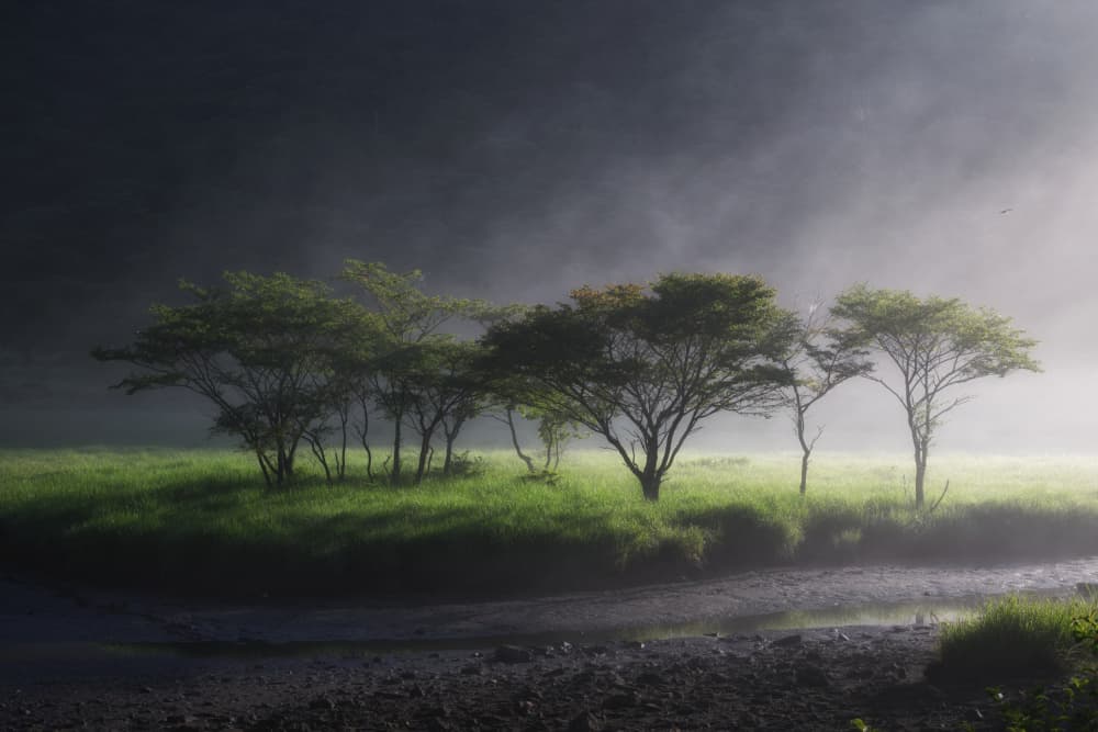 Misty River Trees by K_Tsunoda — canvas wall art