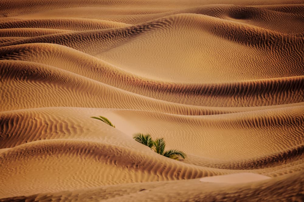 Golden Desert Dunes with Palms by David Martin Castan — canvas wall art