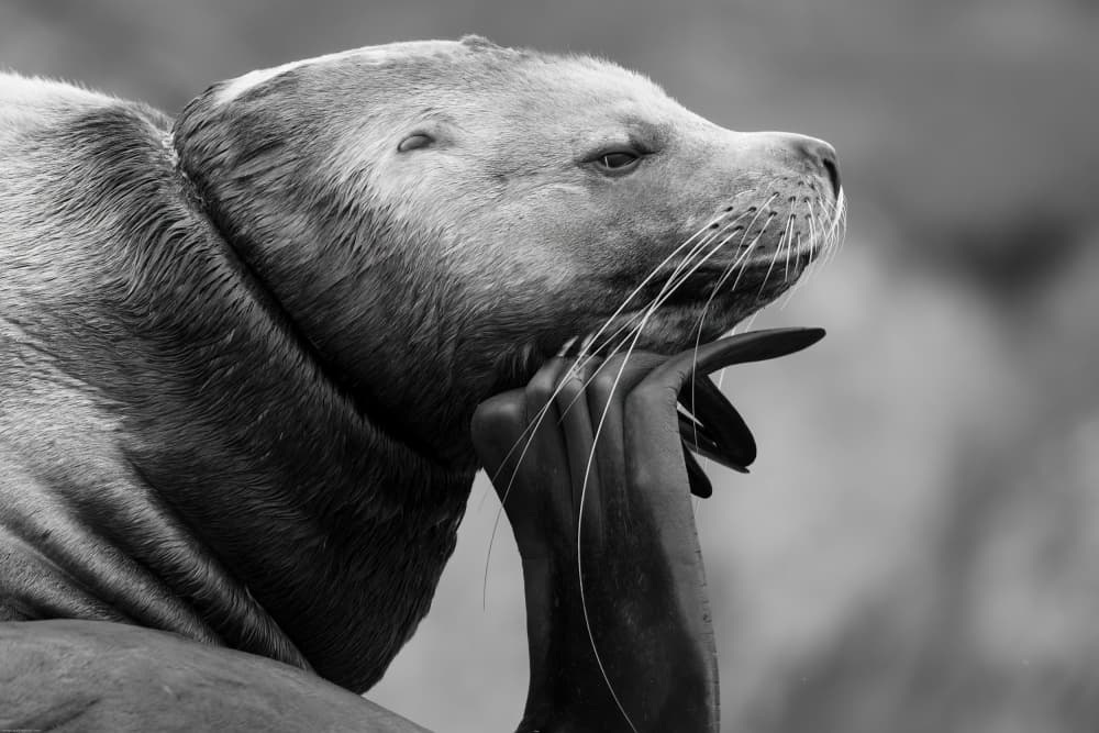 Thoughtful Sea Lion Profile by Som Prasad — canvas wall art