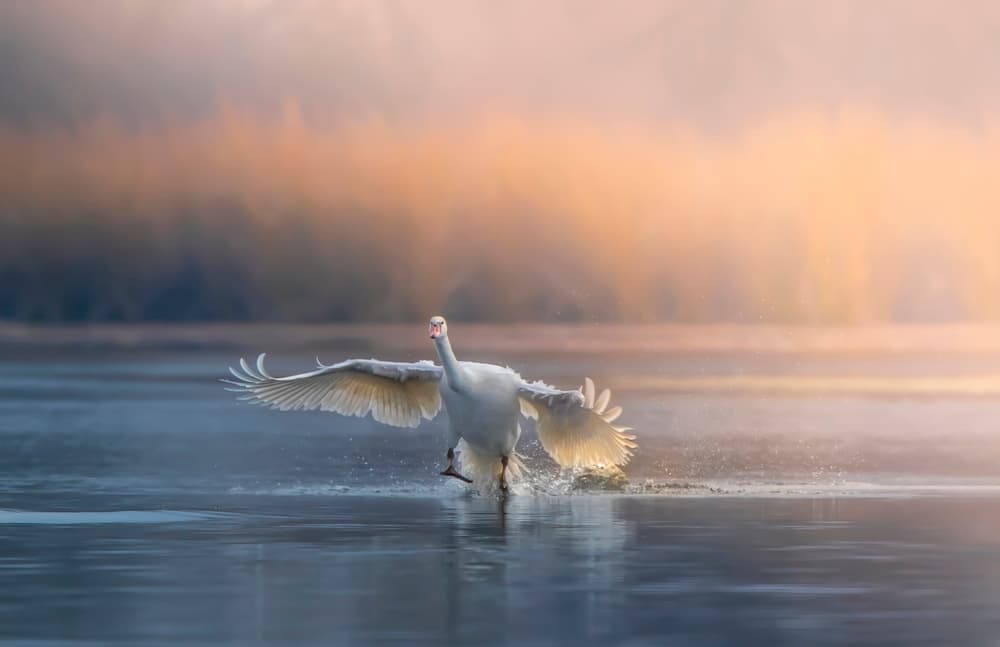 Swan Landing At Sunrise by Judy Tseng — canvas wall art