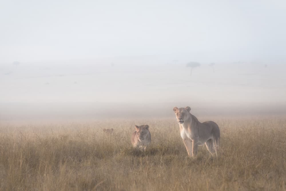 Misty Savanna Lions by Roberto Marchegiani — canvas wall art