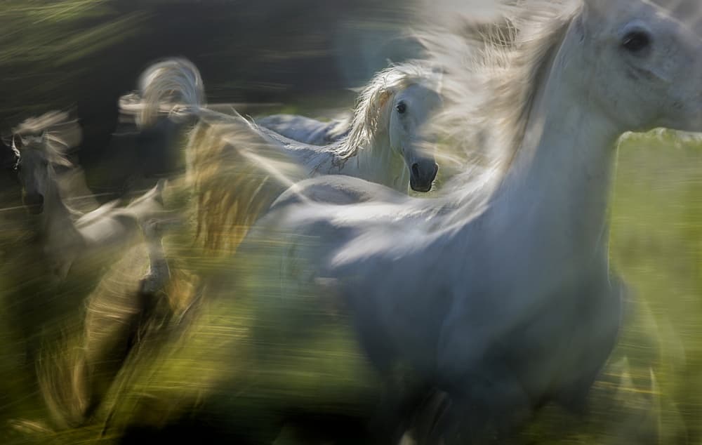 White Horses In Motion by Milan Malovrh — canvas wall art