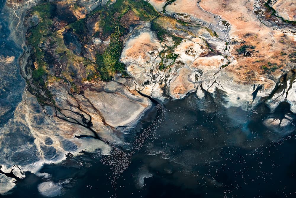 Aerial Wetland Birds by John Fan — canvas wall art