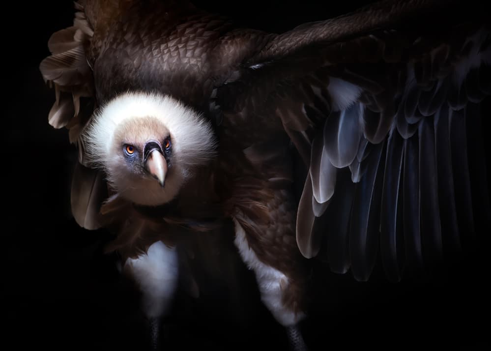 Intense Vulture Portrait by Santiago Pascual Buye — canvas wall art