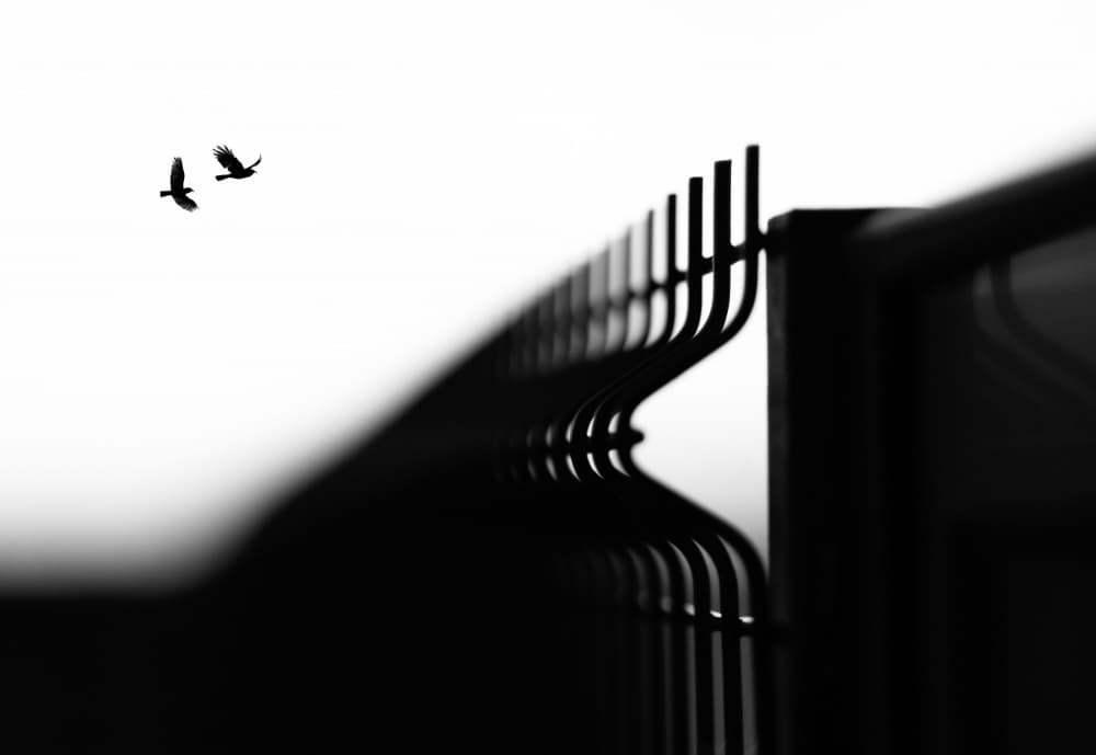 Two Birds Flying Fence by Paulo Medeiros — canvas wall art