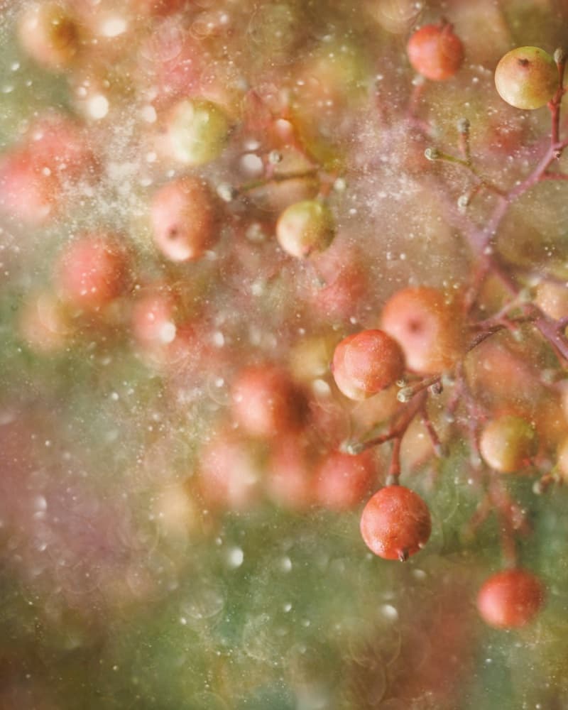 Dreamy Red Berries by Delphine Devos — canvas wall art