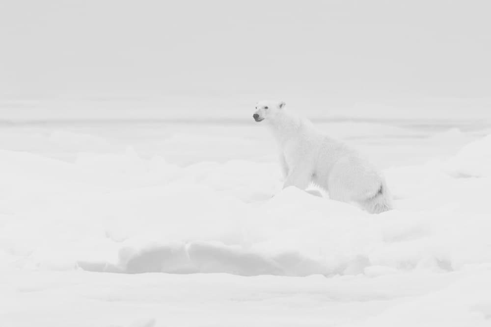 Solitary Arctic Bear by Manish Nagpal — canvas wall art