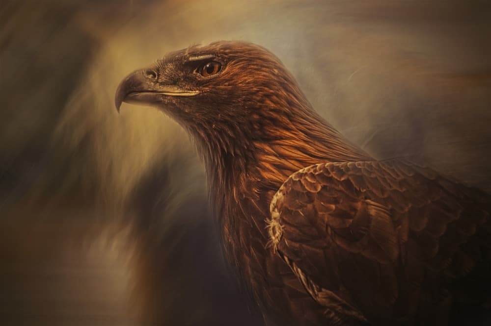 Majestic Golden Eagle by Desislava Ignatova — canvas wall art
