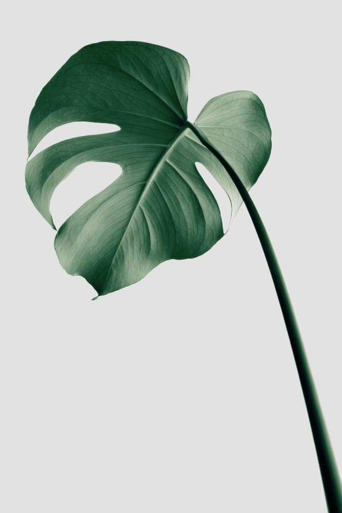Monstera Leaf Elegance by Pictufy Studio III — canvas wall art