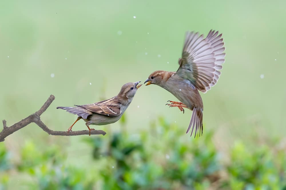 Sparrows Feeding Moment by Rob Li — canvas wall art