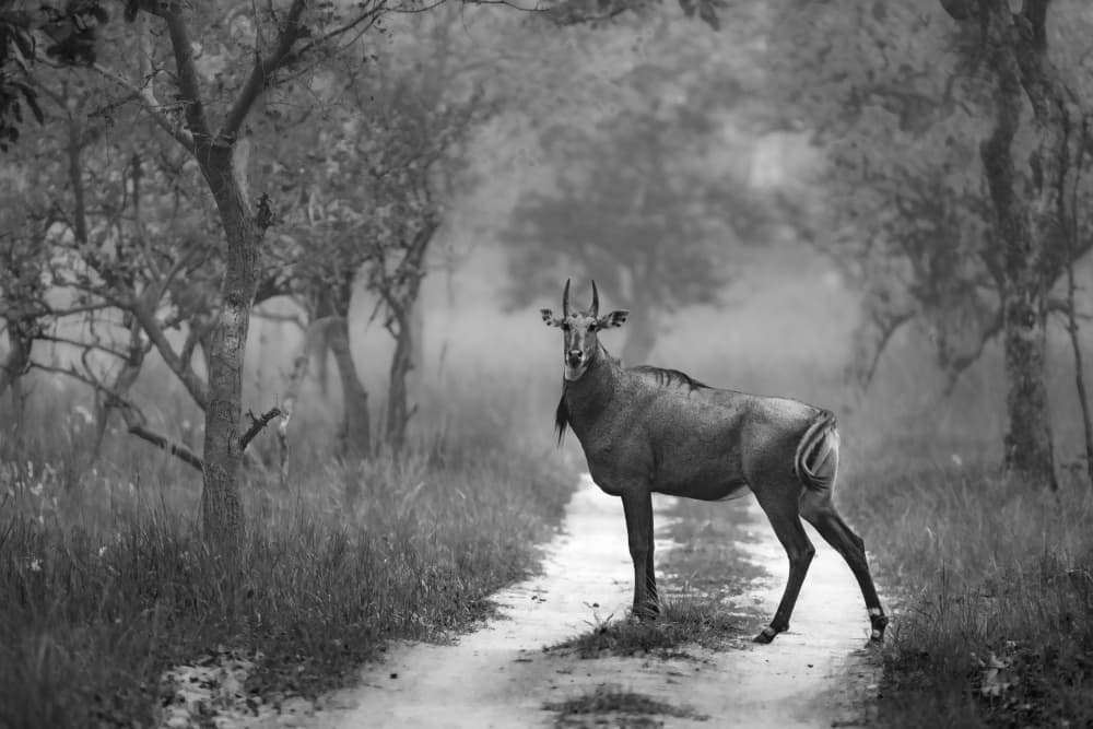 Misty Forest Nilgai by Rajat Dhesi — canvas wall art