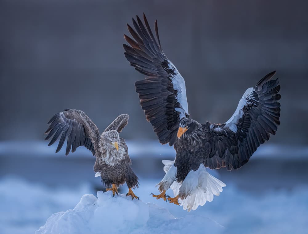 Winter Sea Eagles by Yuan Su — canvas wall art