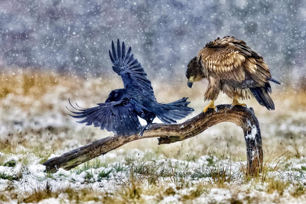 Snowy Eagle and Raven by David Manusevich — canvas wall art