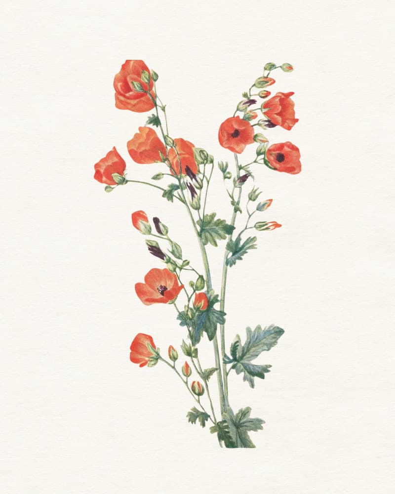 Orange Botanical Blooms by Wild Violets — canvas wall art