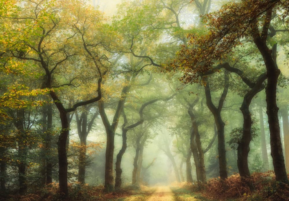 Misty Forest Path by Hilda van der Lee — canvas wall art