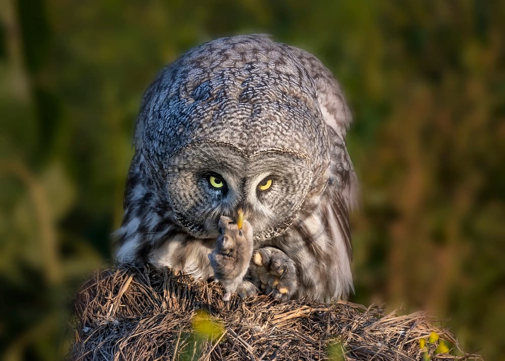Great Grey Hunter by Annie Poreider — canvas wall art