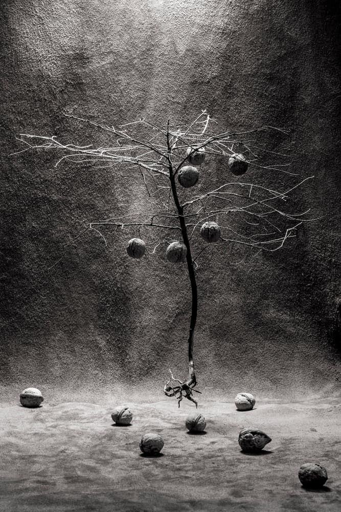 Bare Tree Walnuts by Brig Barkow — canvas wall art