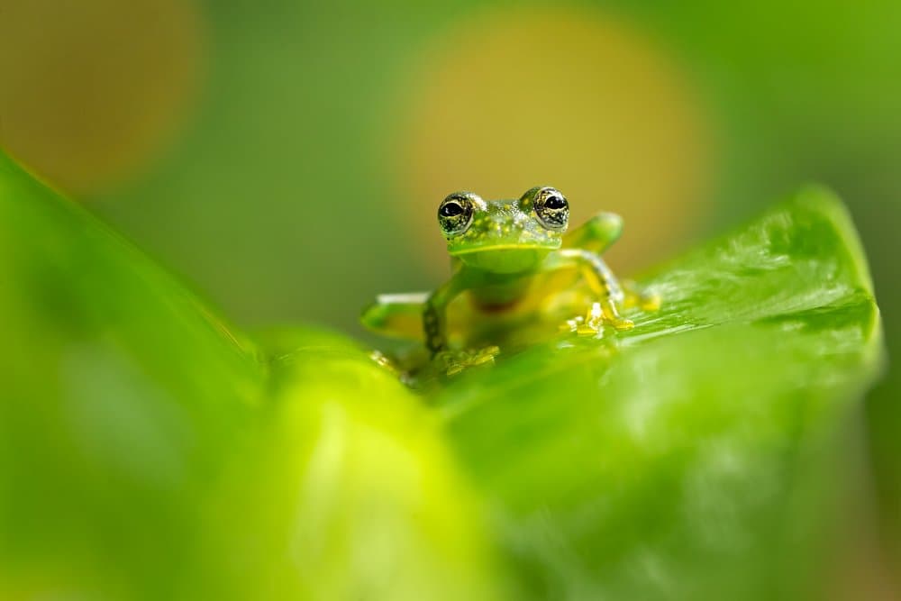 Glass Frog on Leaf by Milan Zygmunt — canvas wall art