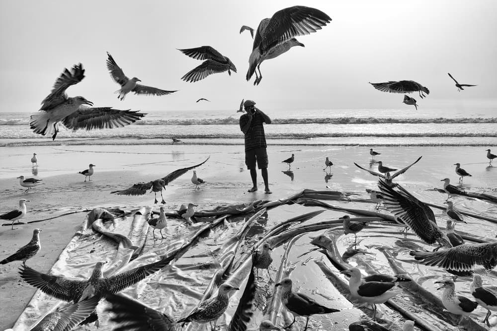 Fisherman and Flying Seagulls by Josefina Melo — canvas wall art