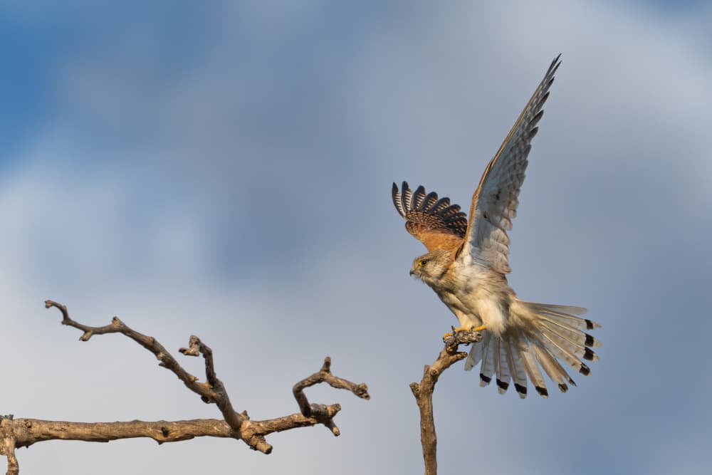 Wild Kestrel Takes Flight by Rajat Dhesi — canvas wall art