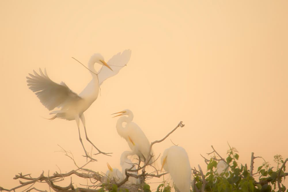 Nesting Egret Golden Hour by Hanping Xiao — canvas wall art