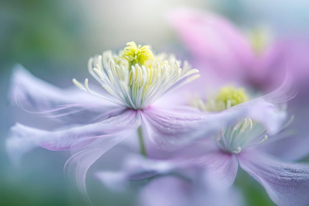 Dreamy Lavender Bloom by Jacky Parker — canvas wall art