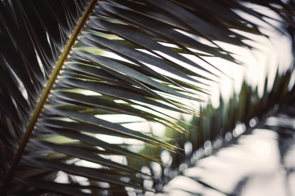 Sunlit Palm Fronds by Tim Mossholder — canvas wall art