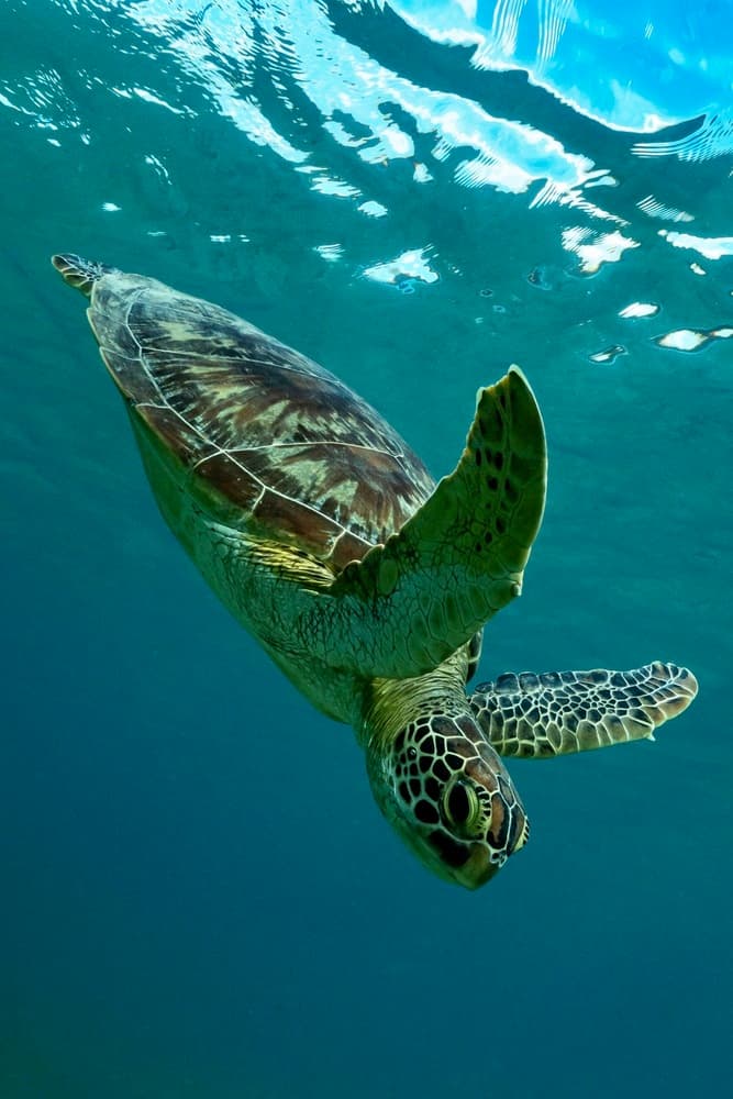Swimming Green Turtle by Serge Melesan — canvas wall art
