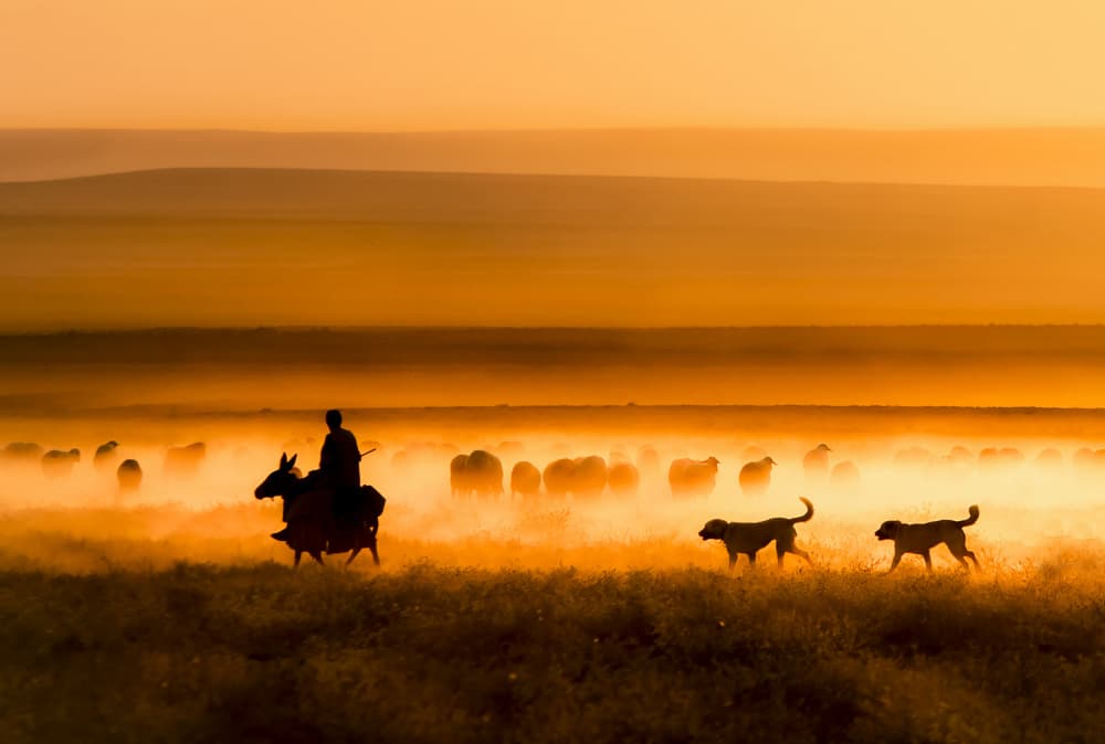 Herding in Golden Mist by Ali Can — canvas wall art