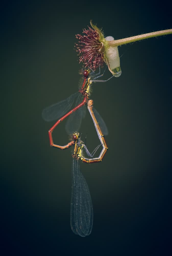 Mating Damselflies Heart by Stuart Williams — canvas wall art
