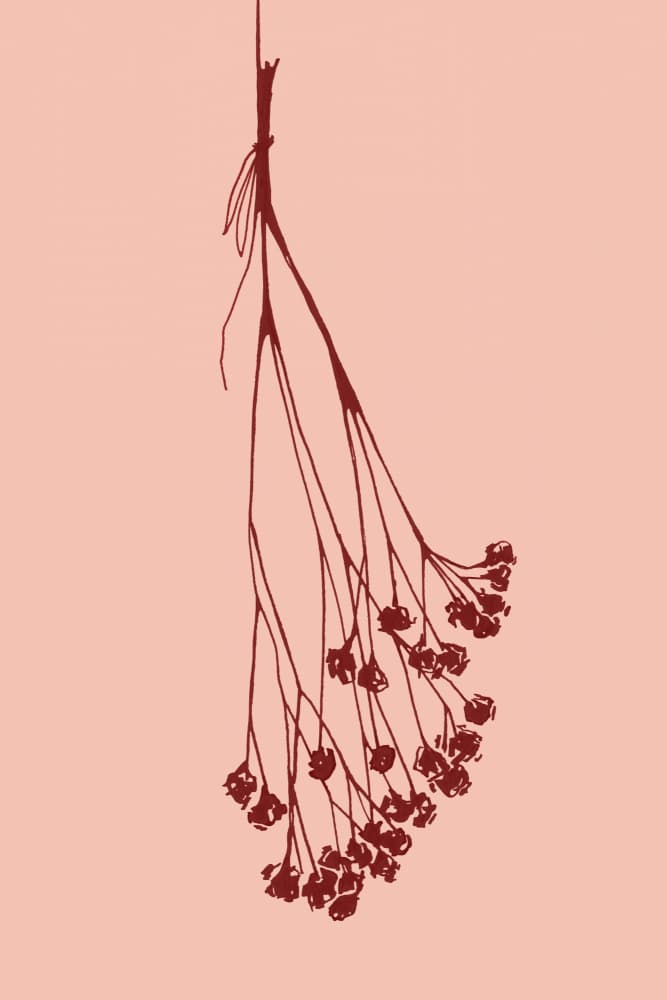 Blush Dried Botanical by Rosana Laiz Blursbyai — canvas wall art