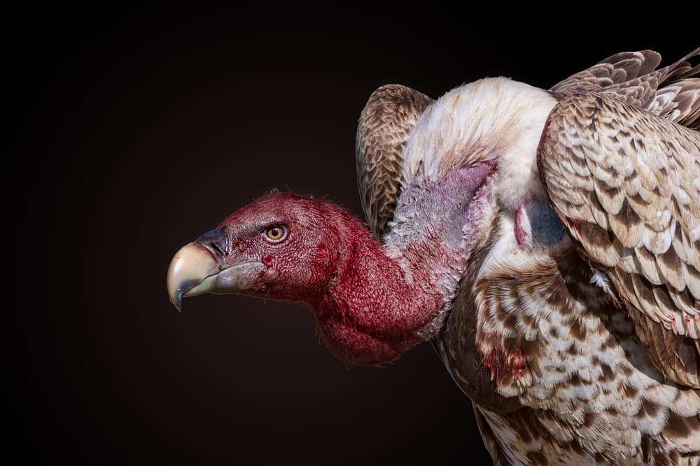 Majestic Red Vulture Portrait by Alessandro Catta — canvas wall art