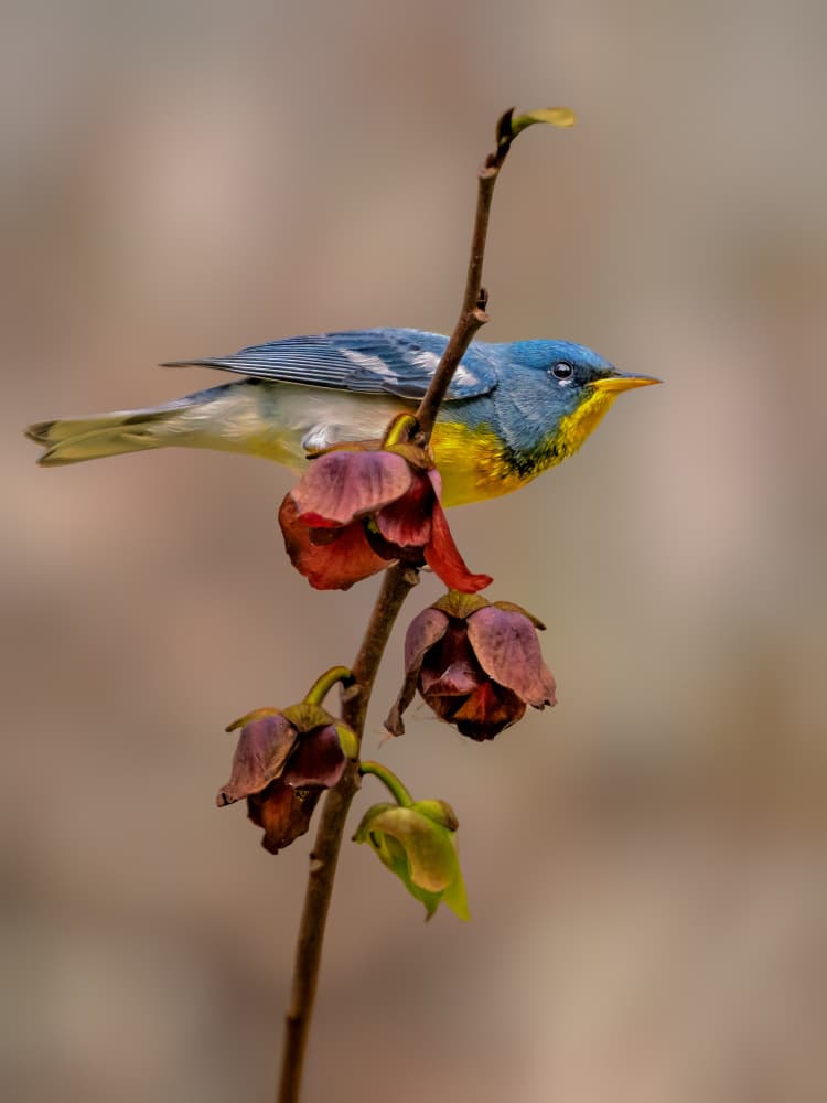 Vibrant Warbler and Blooms by Jacob (Jian) Xu — canvas wall art