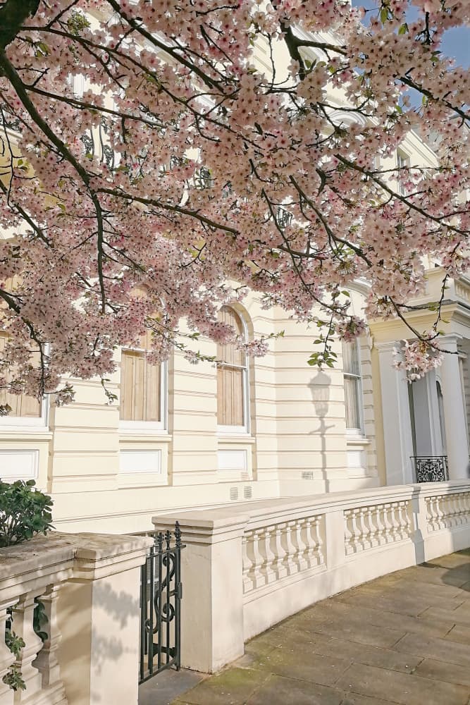 Spring Blossoms Building by Talitha McQueen — canvas wall art