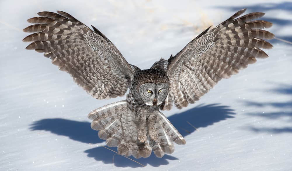 Great Gray Owl Flight by Phillip Chang — canvas wall art