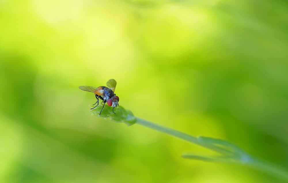 Vibrant Fly Close Up by Thierry Dufour — canvas wall art