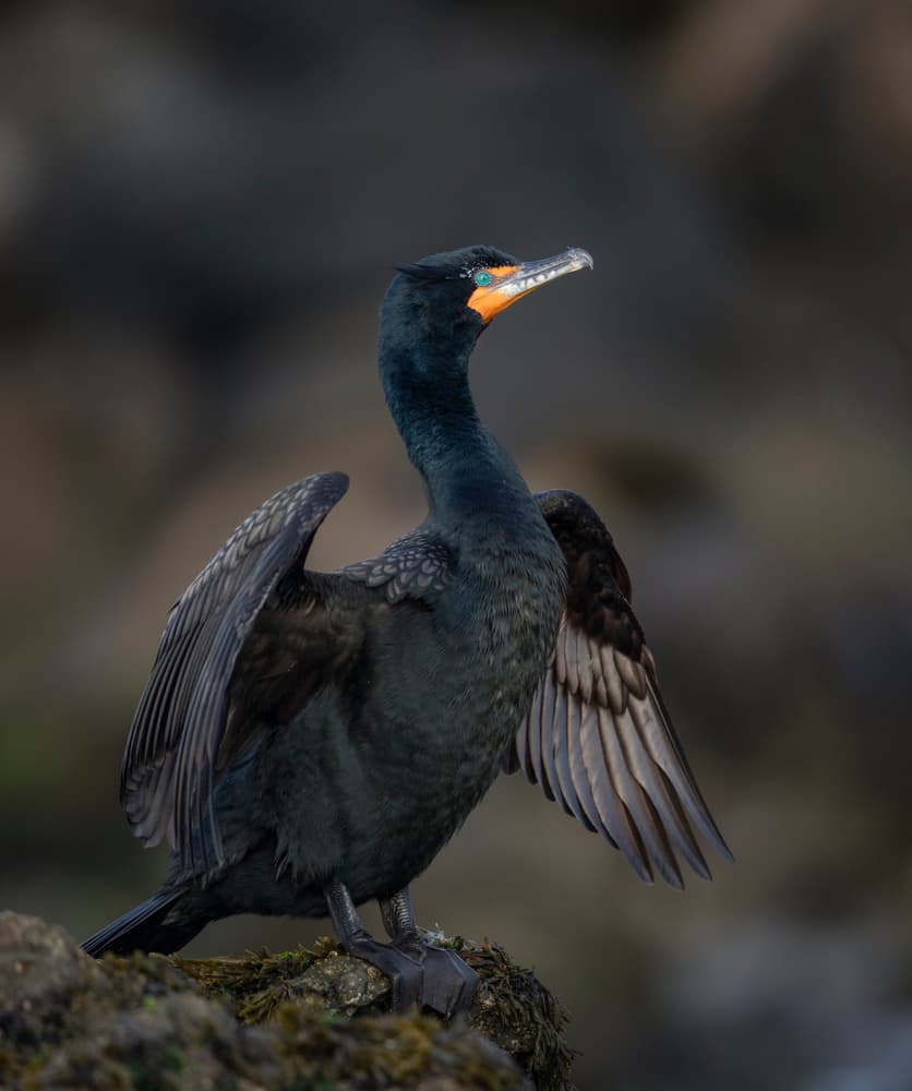 Elegant Seabird Portrait by Greg Barsh — canvas wall art
