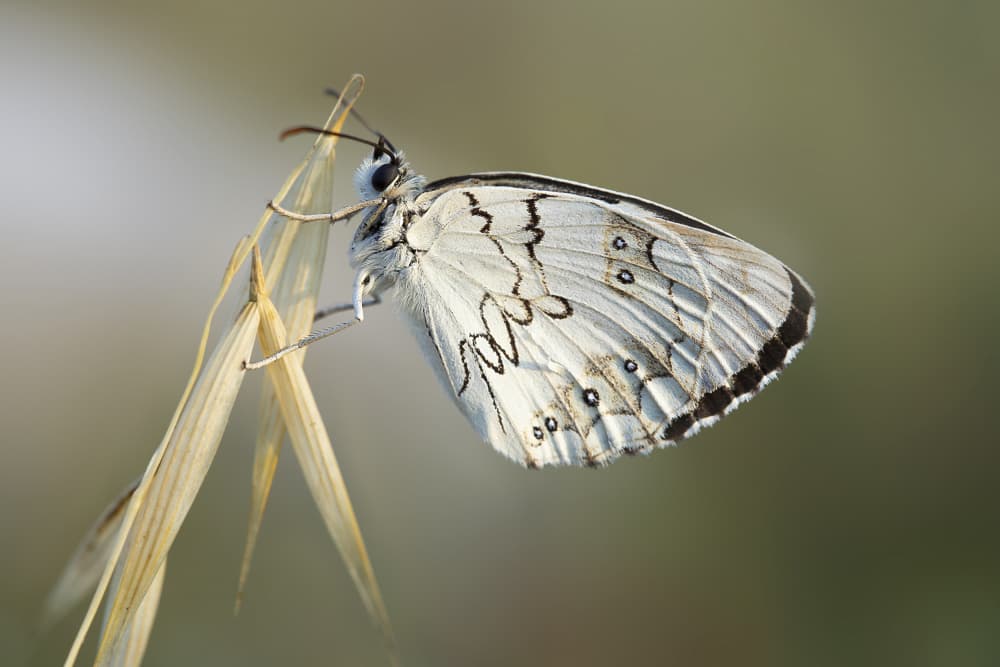 Delicate White Butterfly by AYMAN KHRBAWE — canvas wall art
