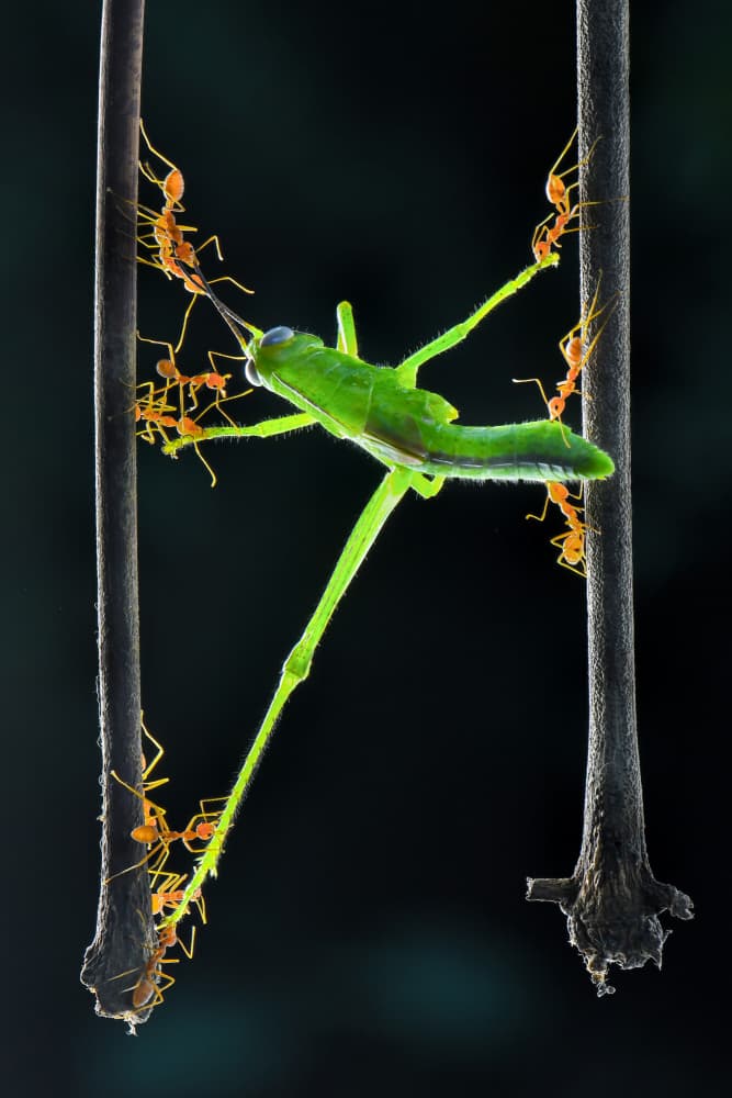 Ants Capture Grasshopper by Ajar Setiadi — canvas wall art