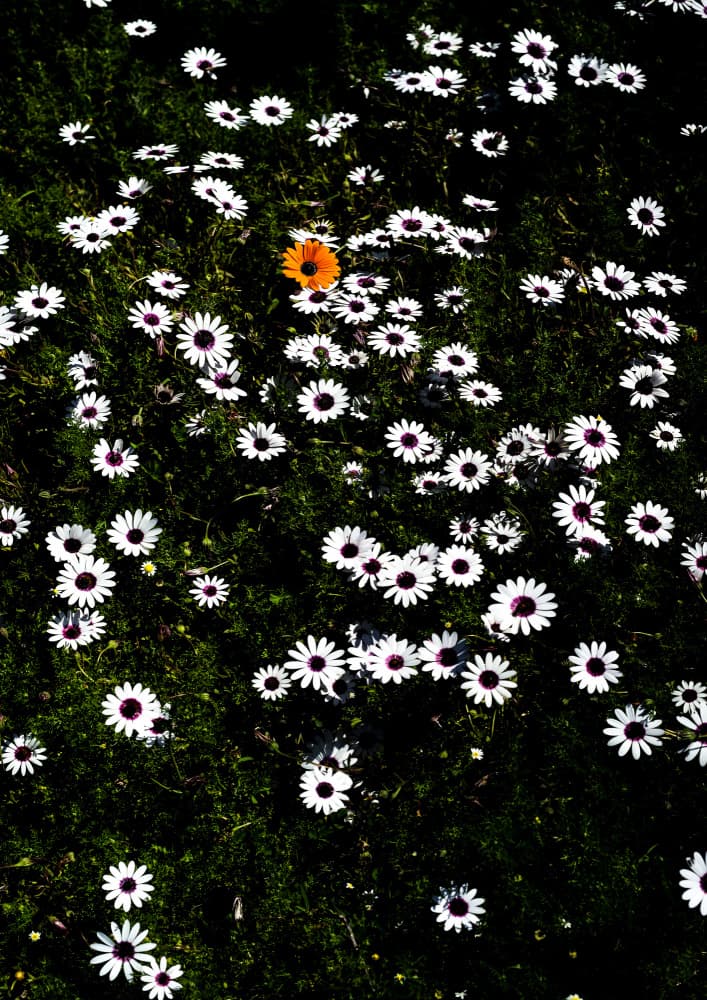 Unique Blossom by Shot by Clint — canvas wall art