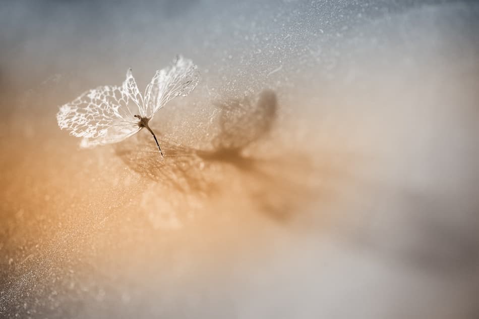 Delicate Leaf Shadow by Hilde Ghesquiere — canvas wall art