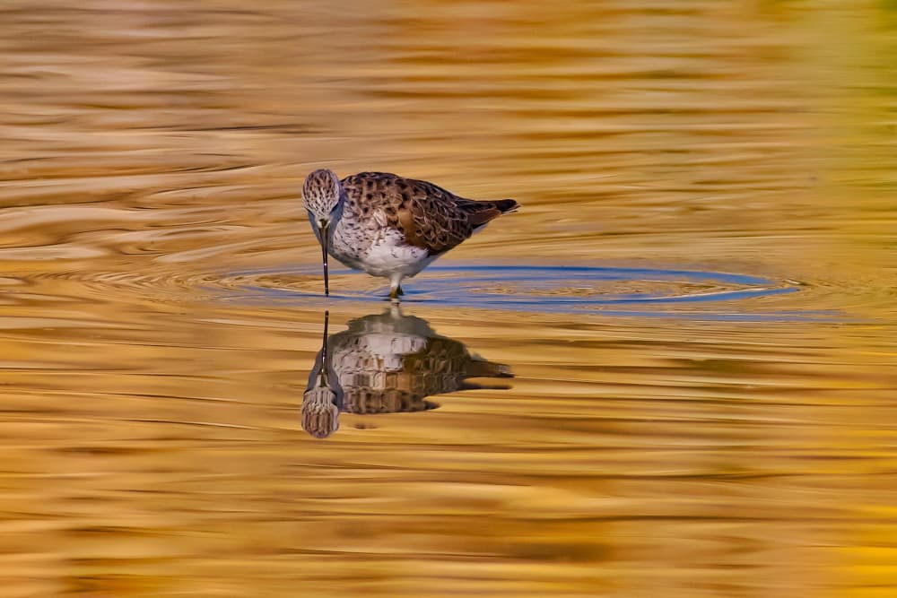 Golden Water Bird by David Manusevich — canvas wall art