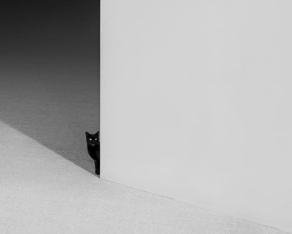 Curious Black Cat by alizolghadri93 — canvas wall art