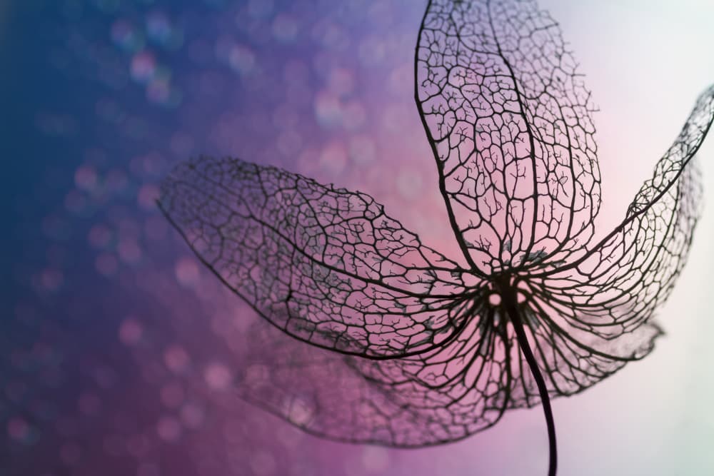 Ethereal Leaf Skeleton by Shihya Kowatari — canvas wall art